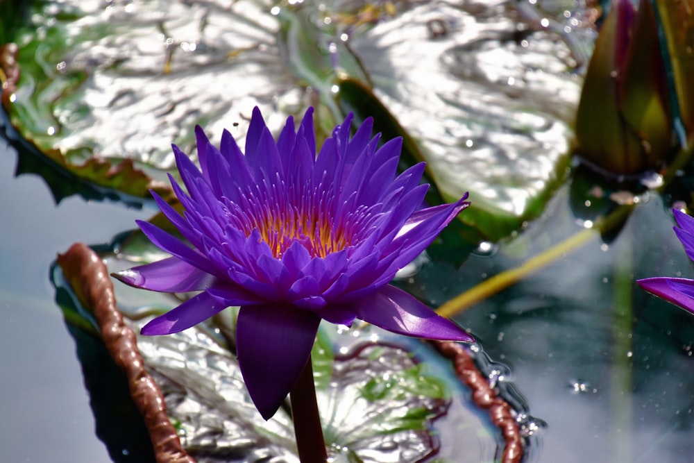 flor roxa na água durante o dia