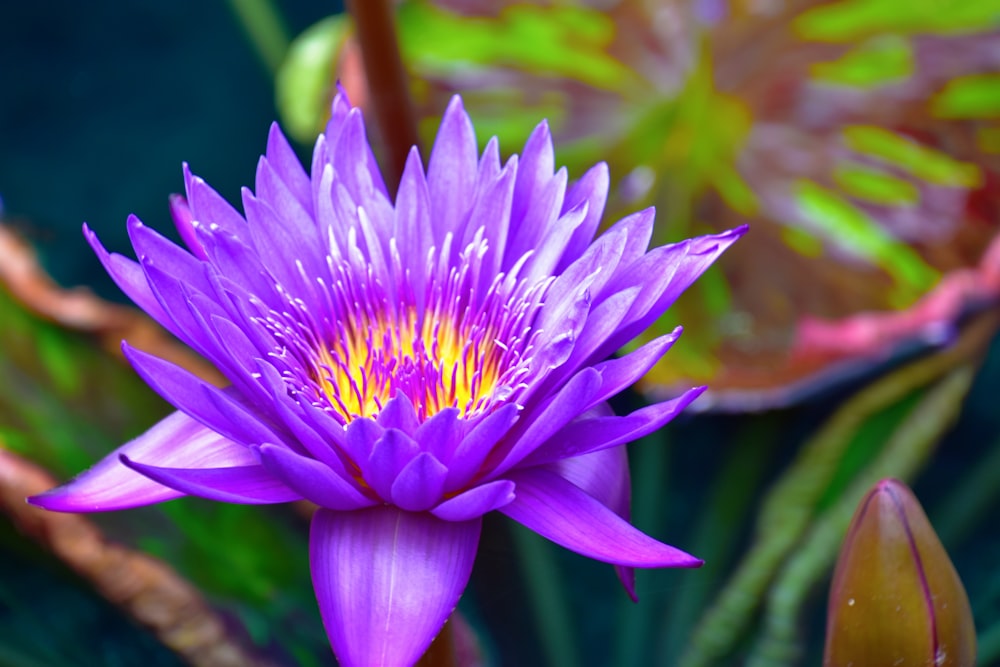 purple flower in tilt shift lens