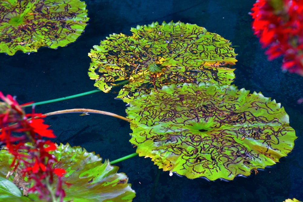 green and red water lilies