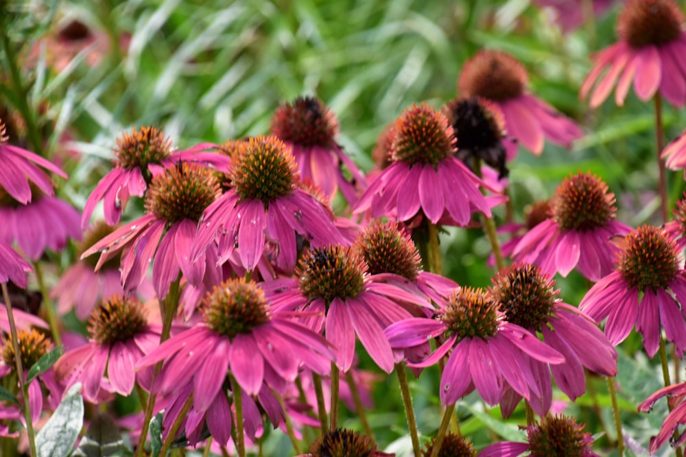 pink flowers in tilt shift lens