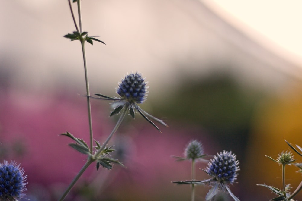 blue flower in tilt shift lens