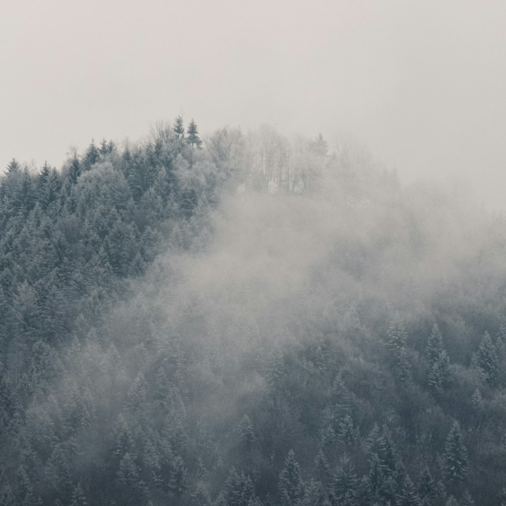 green trees covered with fog