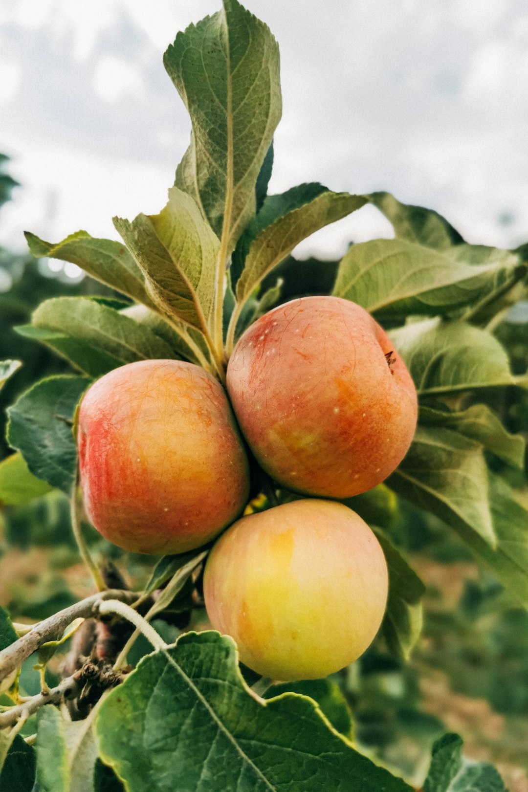 red and yellow apple fruit