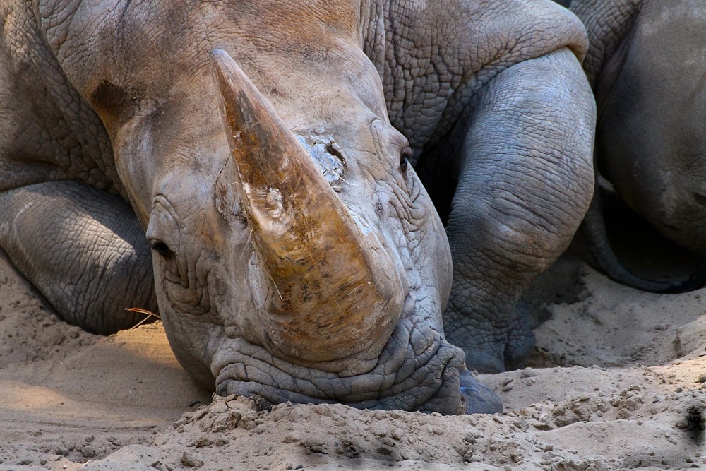 rinoceronte cinzento na areia marrom durante o dia