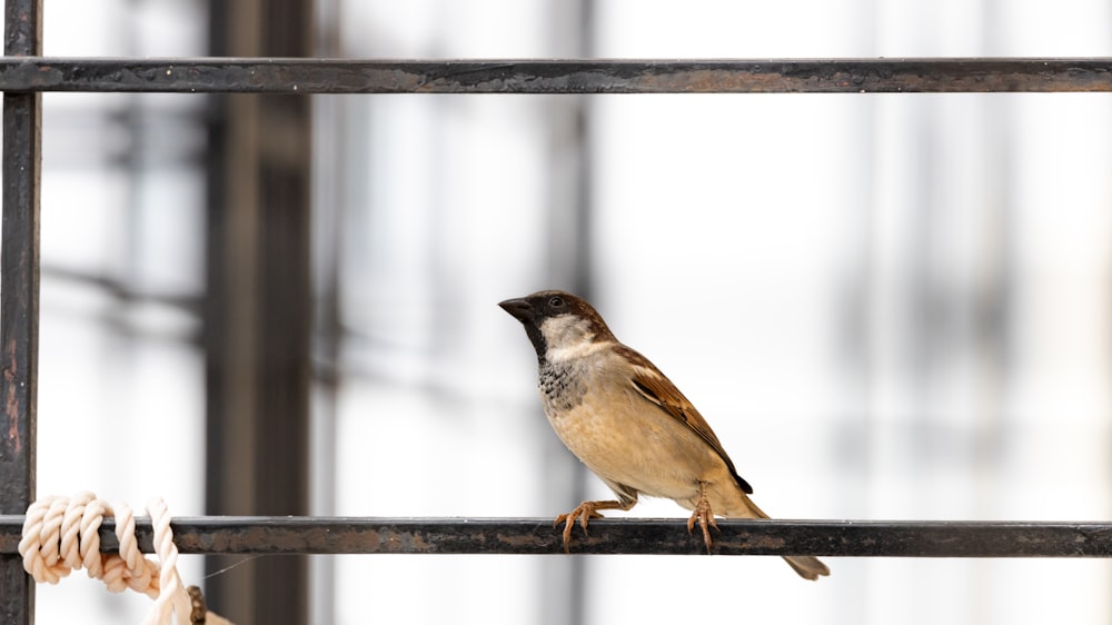 brown and white bird on brown wooden stick