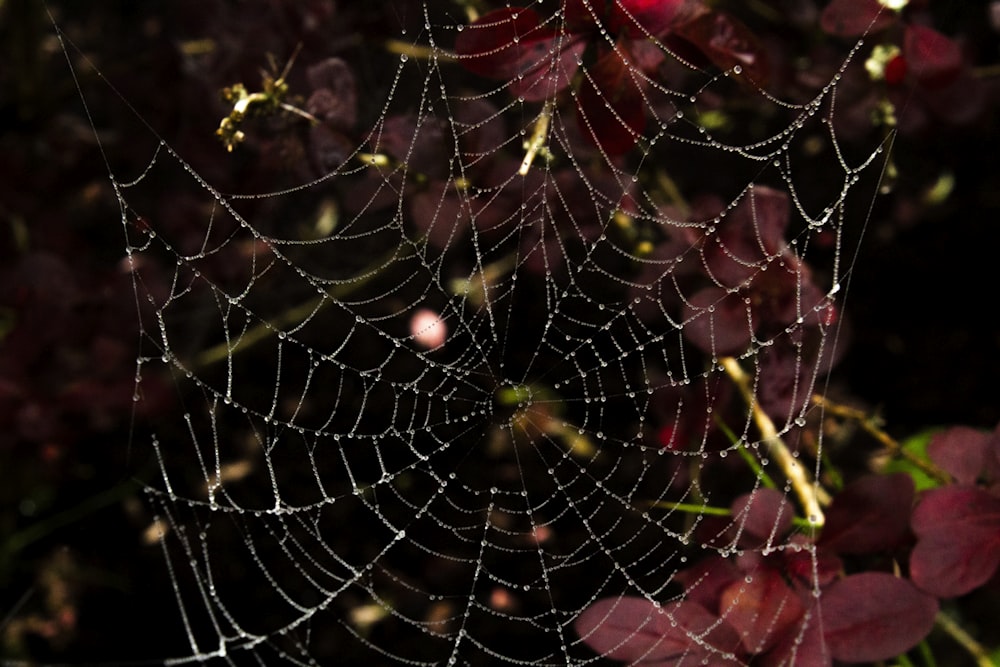 spider web on purple flower