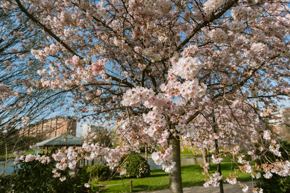 Cerezo blanco en flor en un campo de hierba verde durante el día