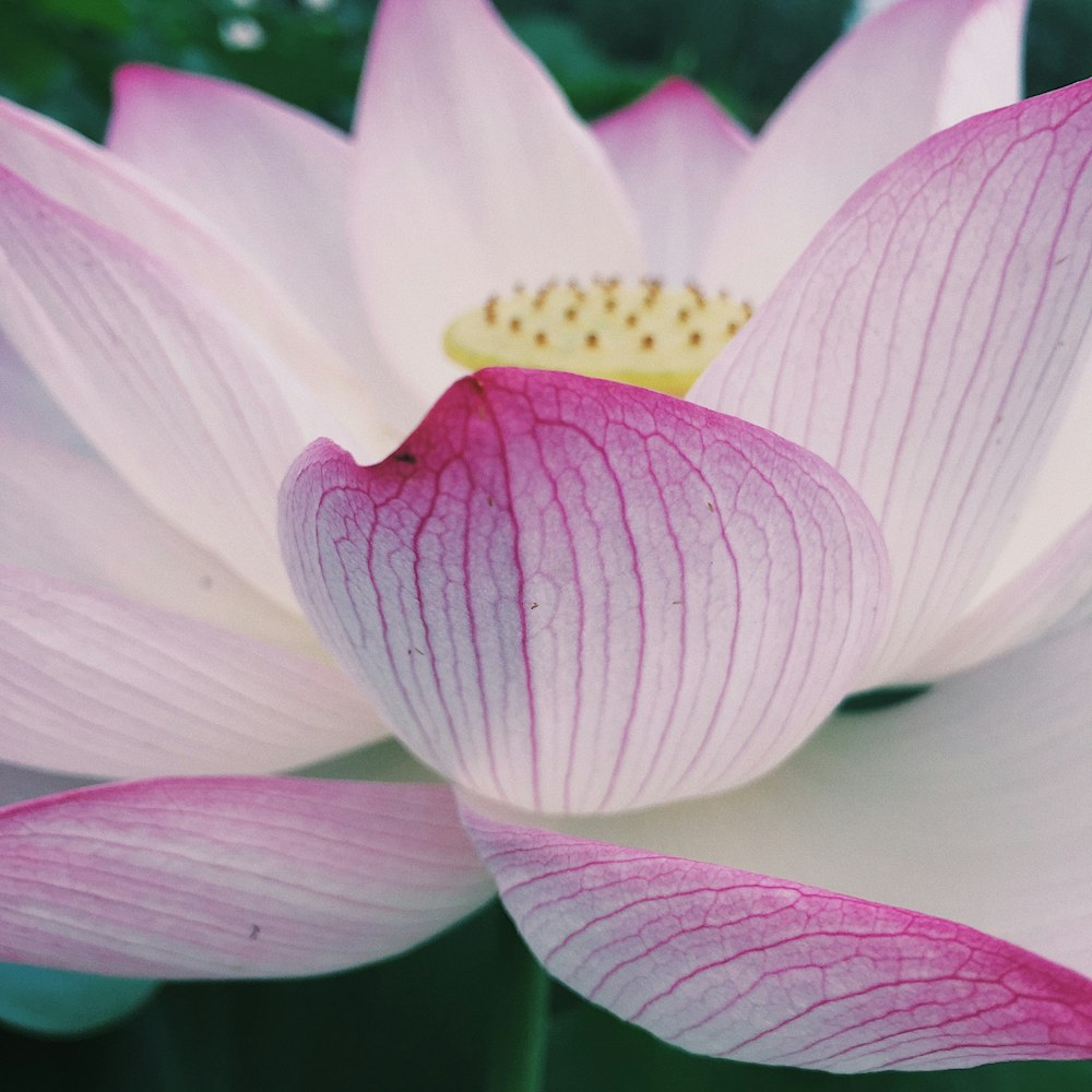 purple and white flower in macro shot