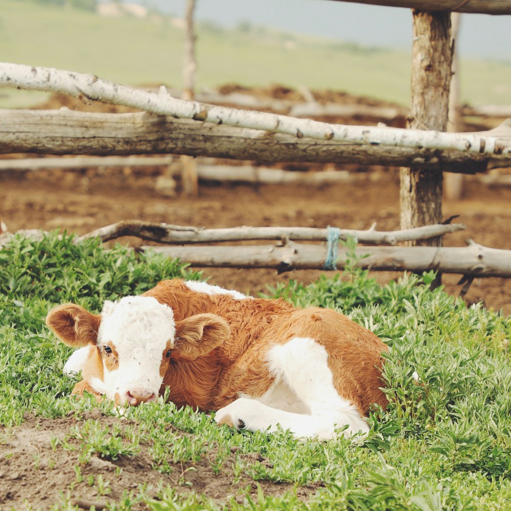 brown and white cow lying on green grass field during daytime