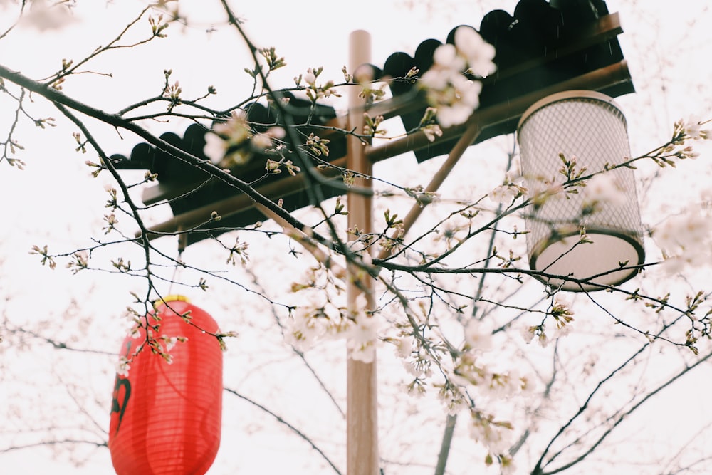 black and red lantern hanging on white tree branch during daytime