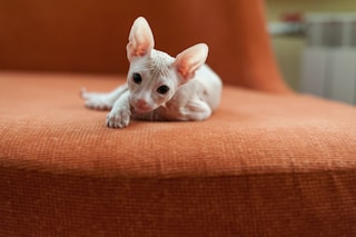 white cat lying on orange textile