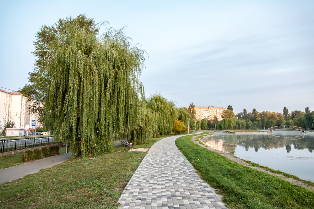 green trees near body of water during daytime