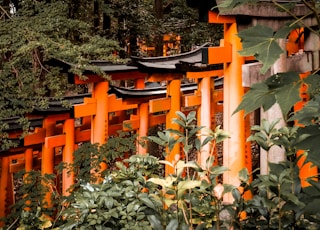 orange wooden building surrounded by green plants