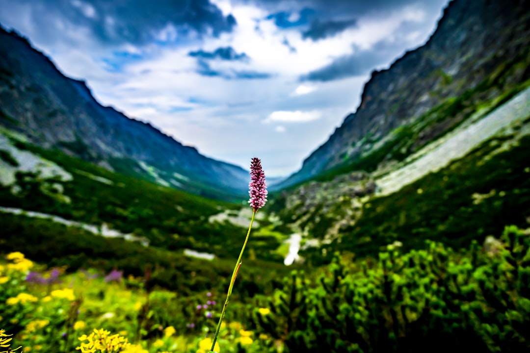 Hill station photo spot High Tatras Mengusovská dolina