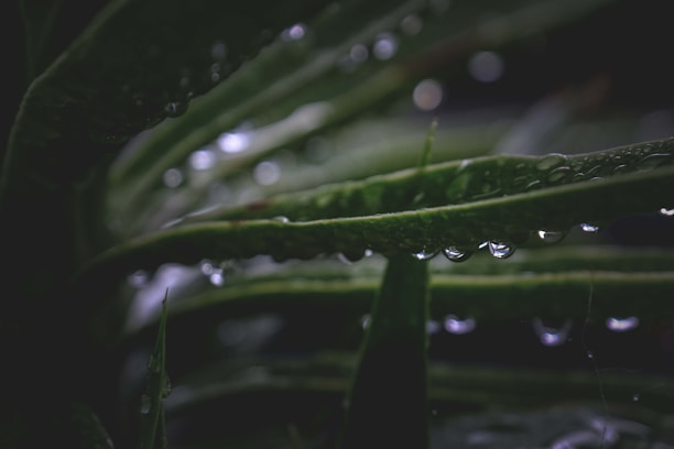 Close-up of dark green leaves with drops of essential oil shining in soft light
