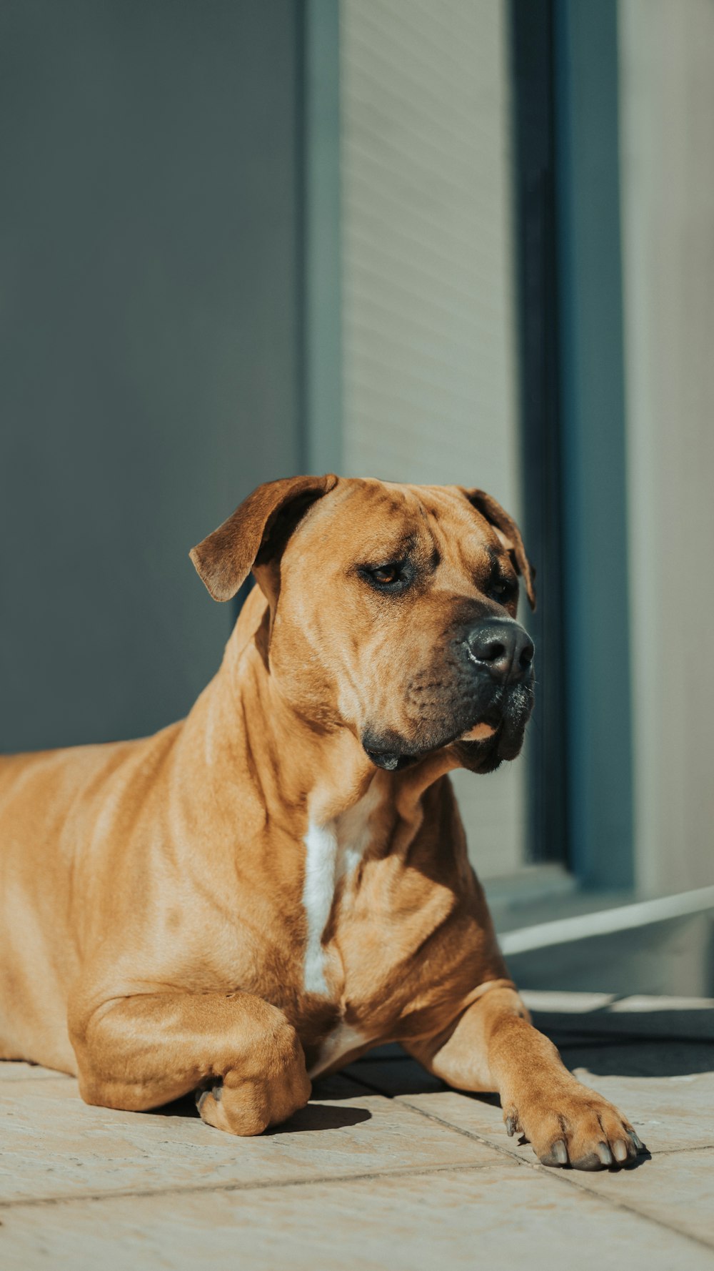 brown short coated dog on gray floor