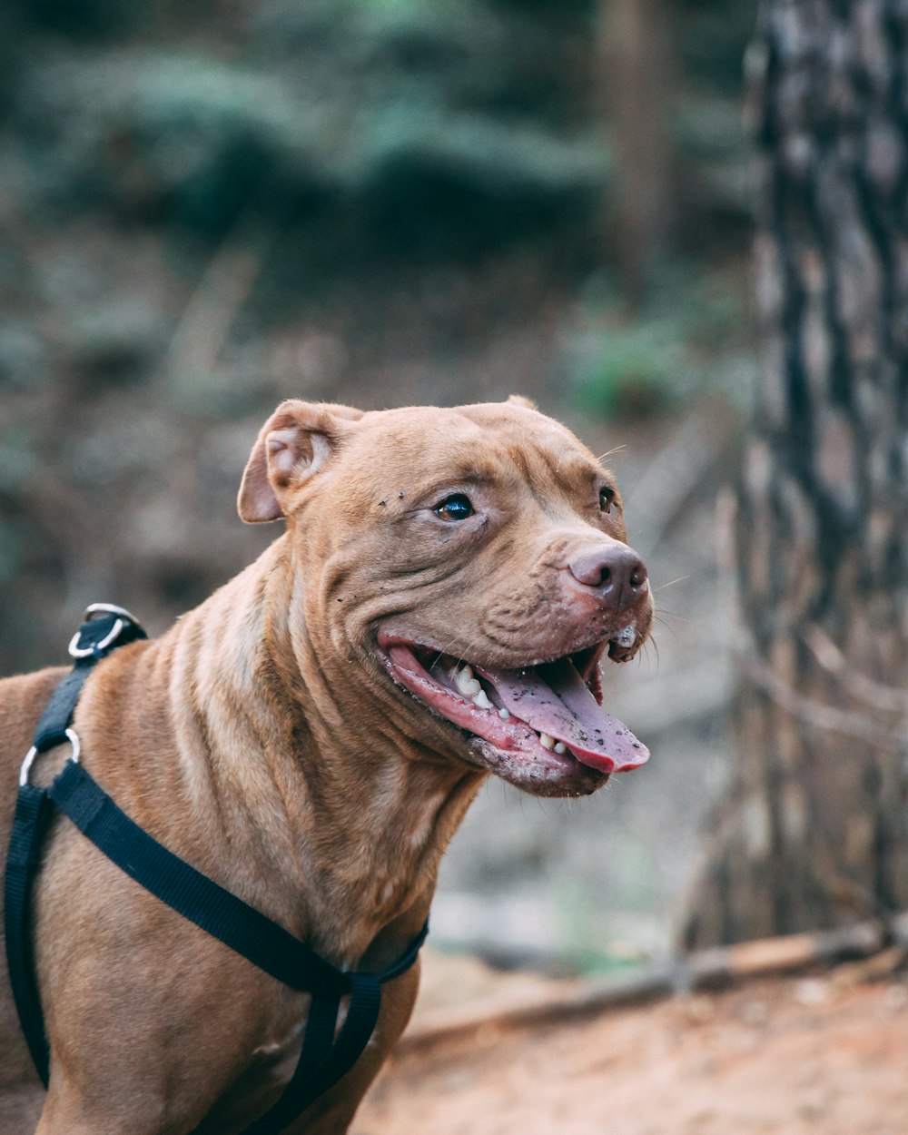 brown short coated large dog with brown leash