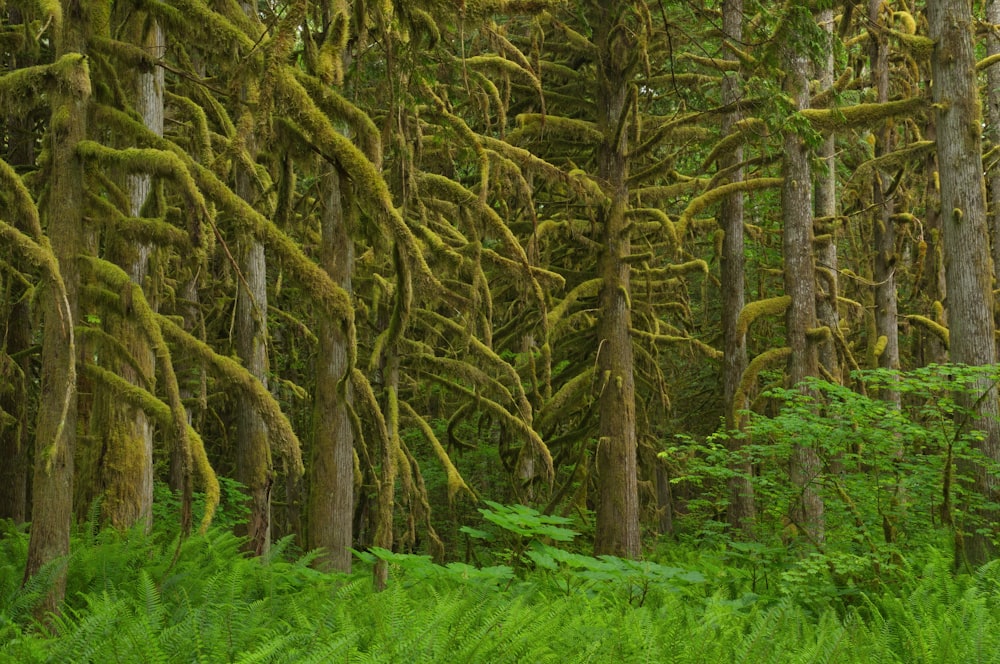 green grass and brown trees