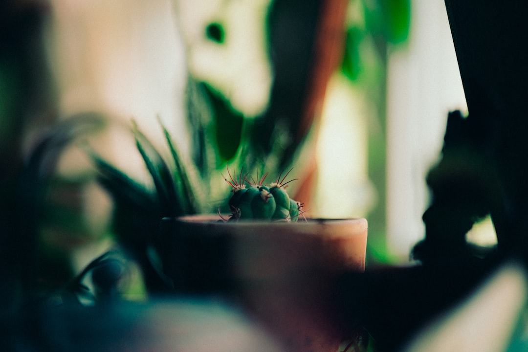 green plant in brown pot