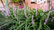 Lavender flowers with elongated, narrow green leaves are densely clustered in a garden setting. A blurred background reveals a brick building and some greenery, suggesting an outdoor, urban environment.