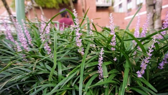 Lavender flowers with elongated, narrow green leaves are densely clustered in a garden setting. A blurred background reveals a brick building and some greenery, suggesting an outdoor, urban environment.