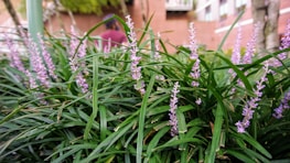 Lavender flowers with elongated, narrow green leaves are densely clustered in a garden setting. A blurred background reveals a brick building and some greenery, suggesting an outdoor, urban environment.