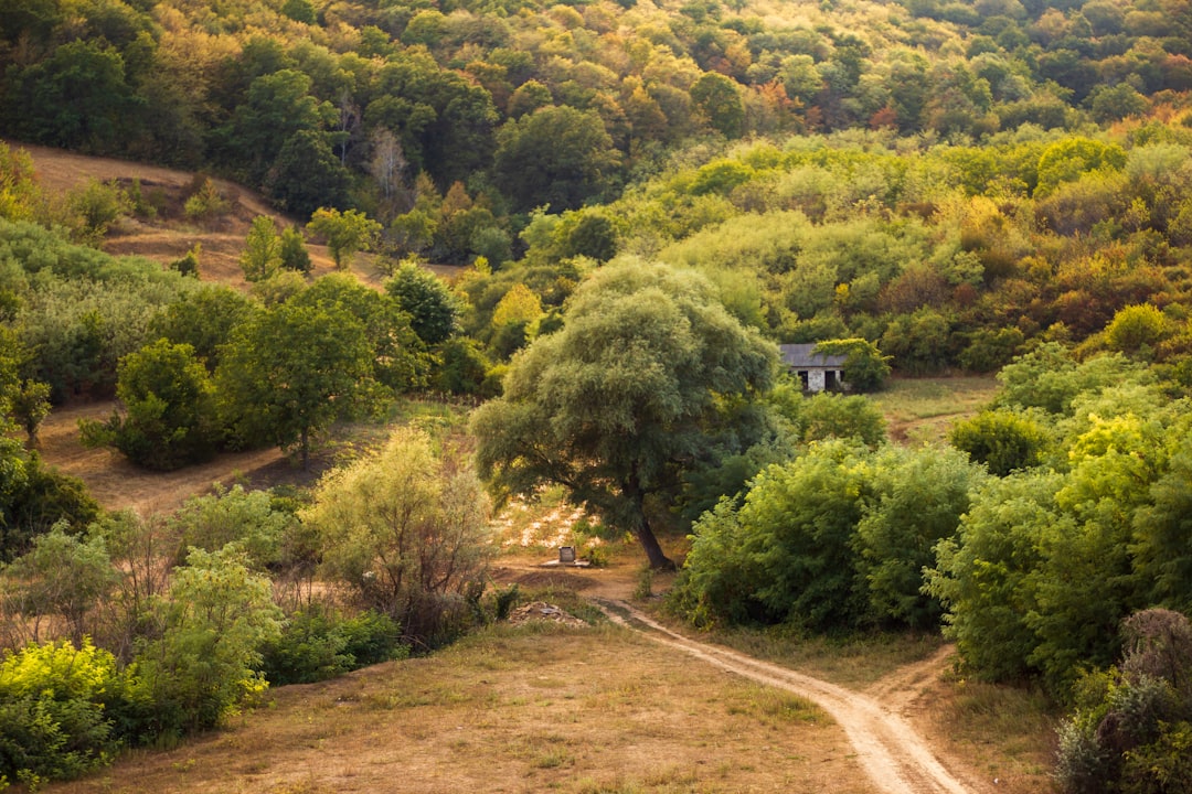 green trees and brown dirt road