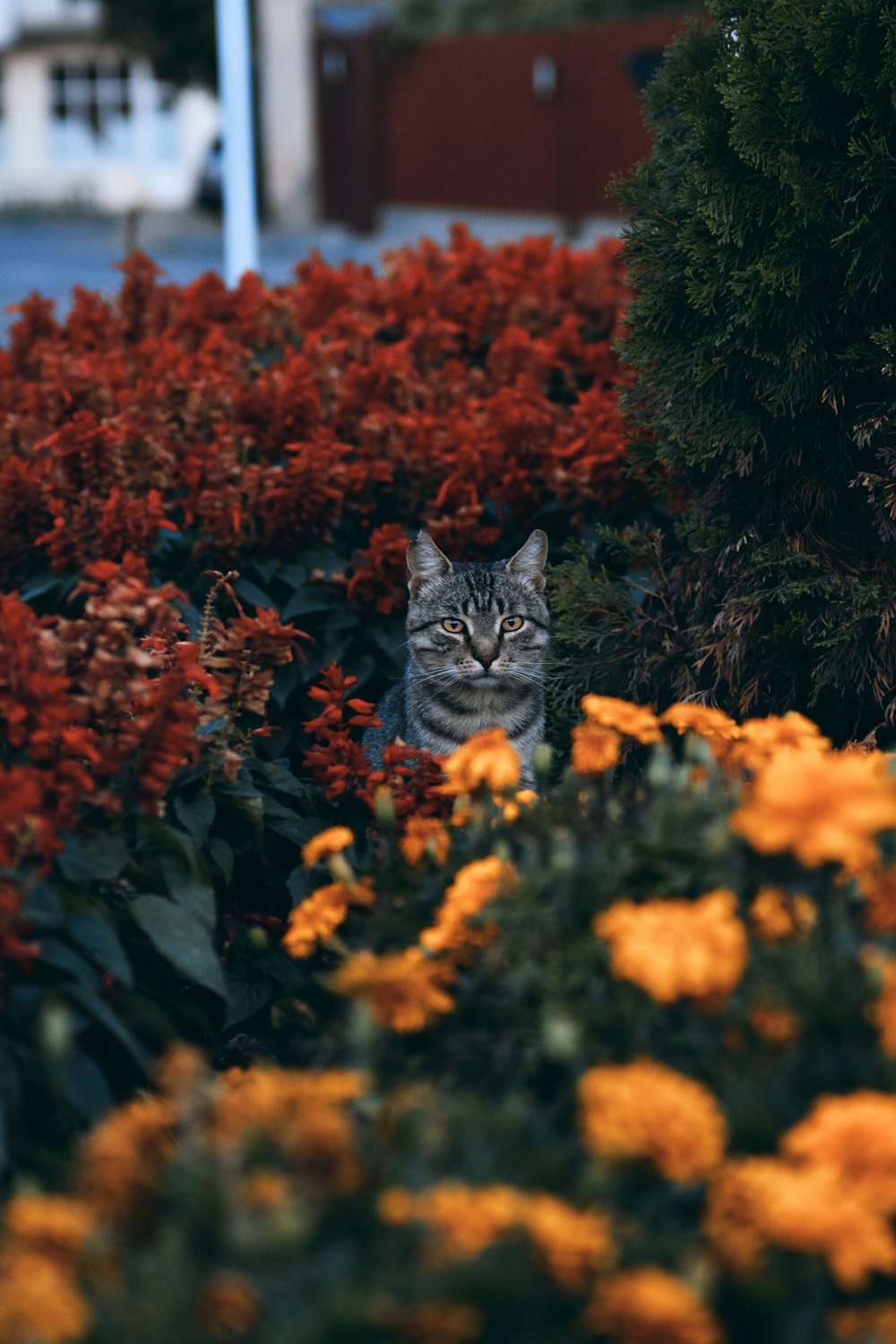 brown tabby cat on the ground surrounded by orange flowers