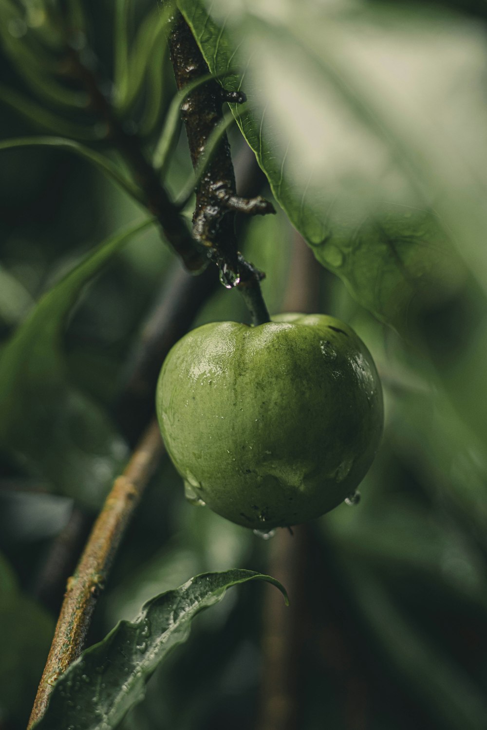 green round fruit in close up photography