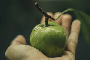 Hands of the orchardist gently applying wound care to a freshly cut branch on a fruit tree.