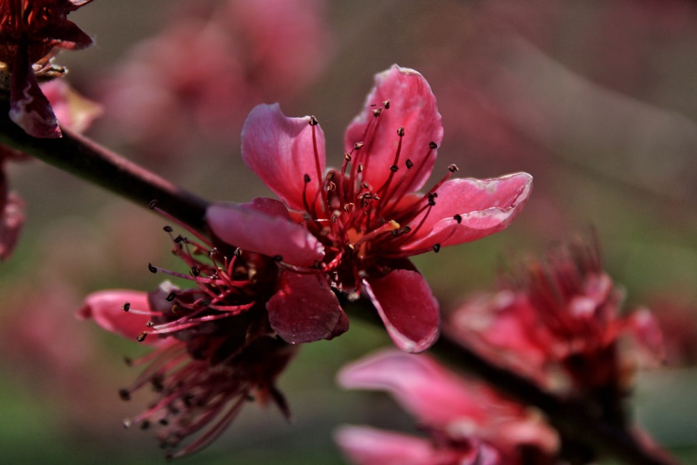 Flor roja y negra en lente macro