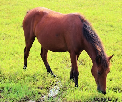A serene horse grazing in a sunlit field, symbolizing harmony and learning.