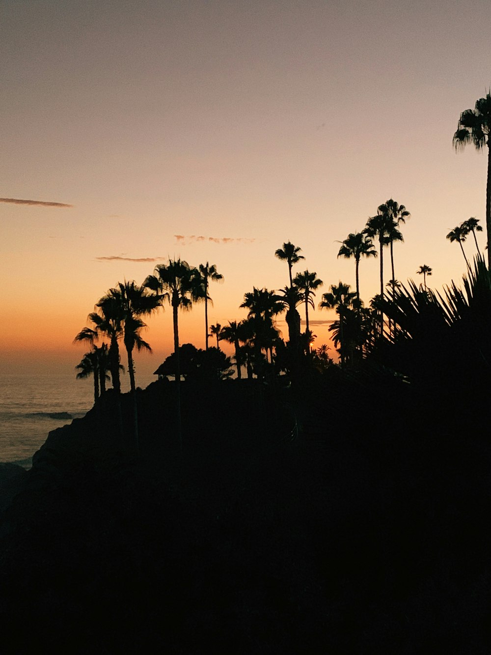silhouette of palm trees on hill during sunset