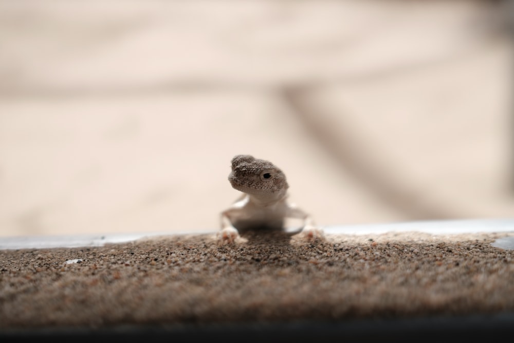 a small gecko sitting on top of a pile of sand