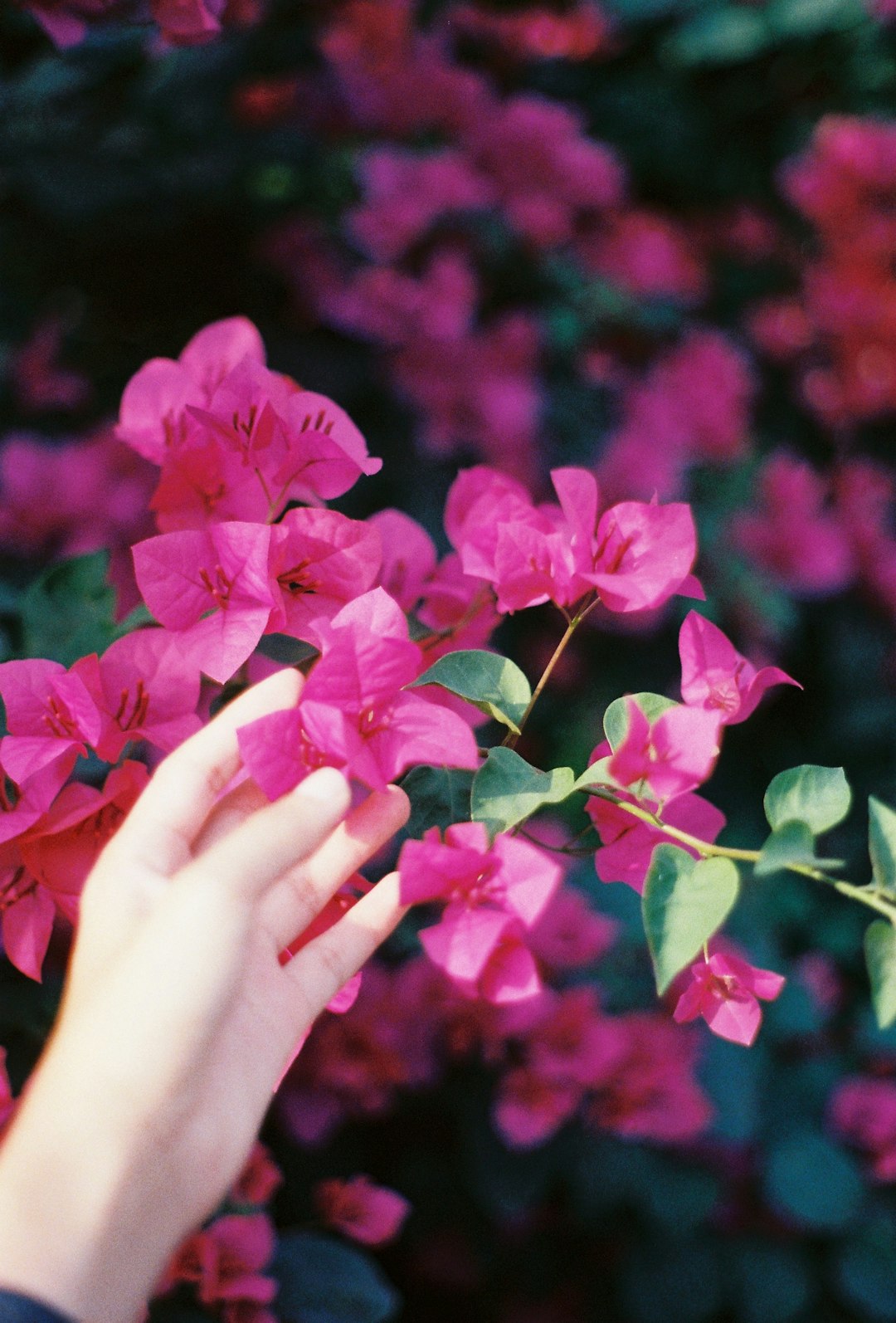 person holding red maple leaves