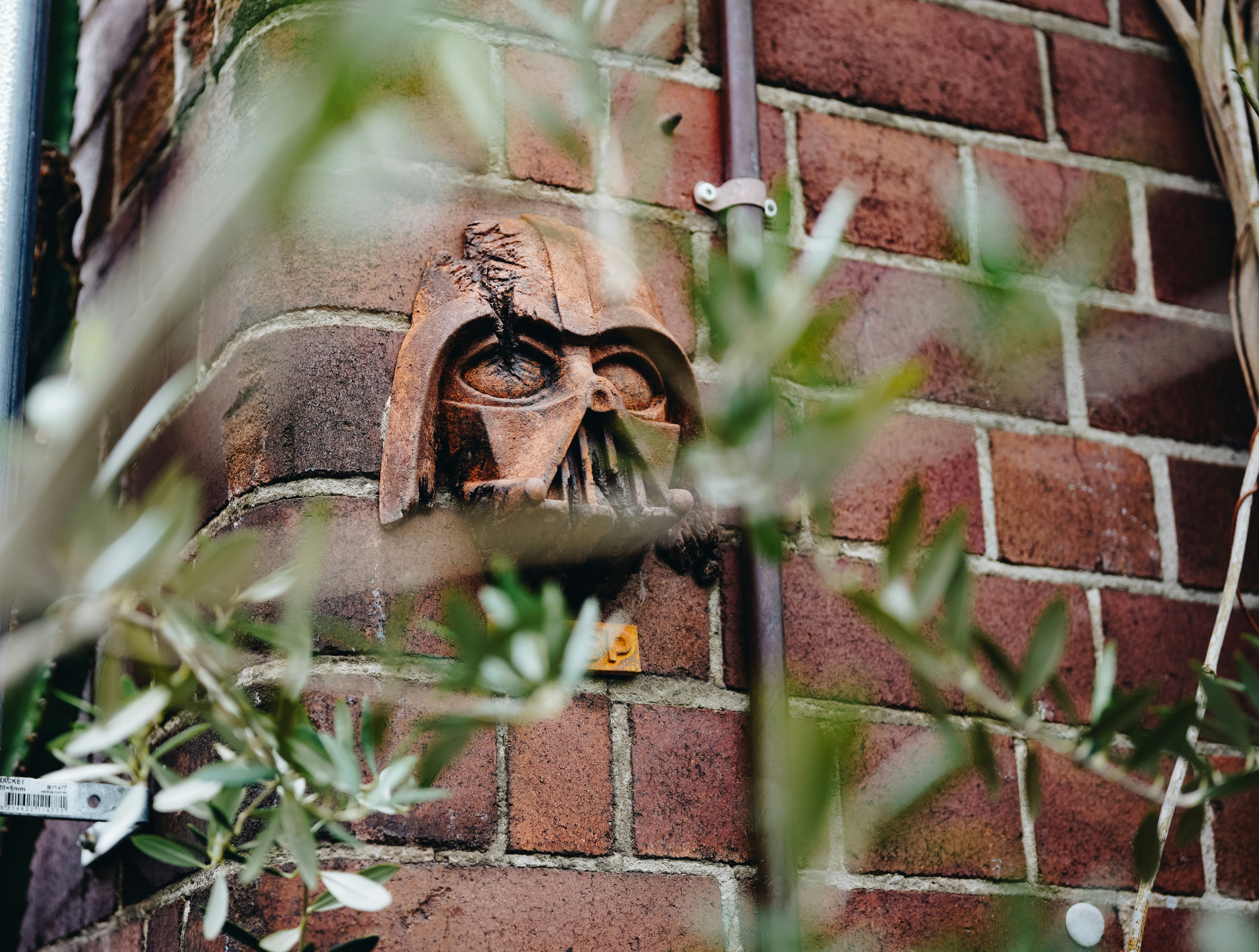 green plant on brown brick wall
