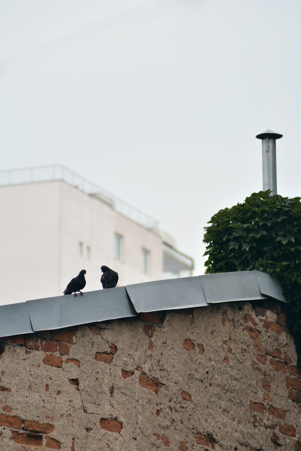 two black birds on gray concrete wall during daytime