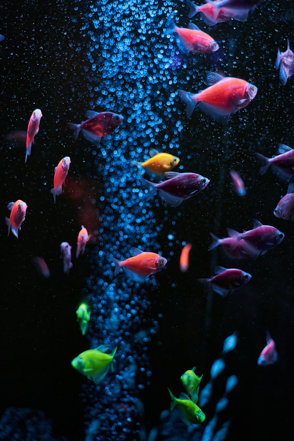 750+ Aquarium Pictures [HD] | Download Free Images on Unsplash