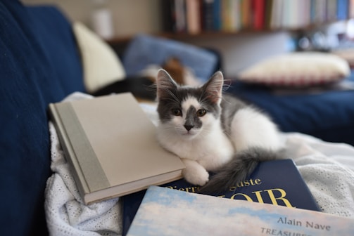 A fluffy cat lounging on a soft blanket beside an open book and a steaming cup of tea.