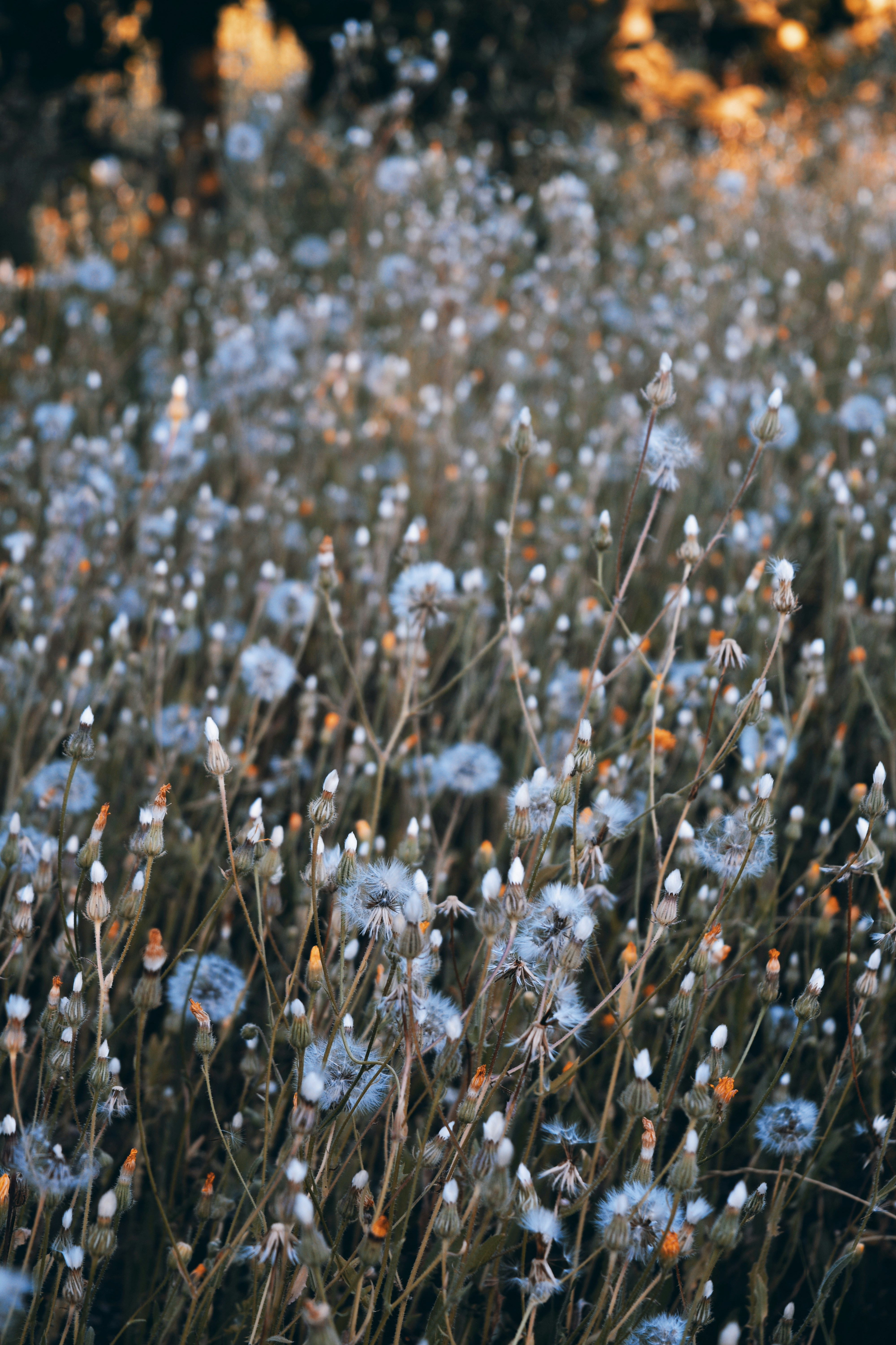 white and purple flower field during daytime