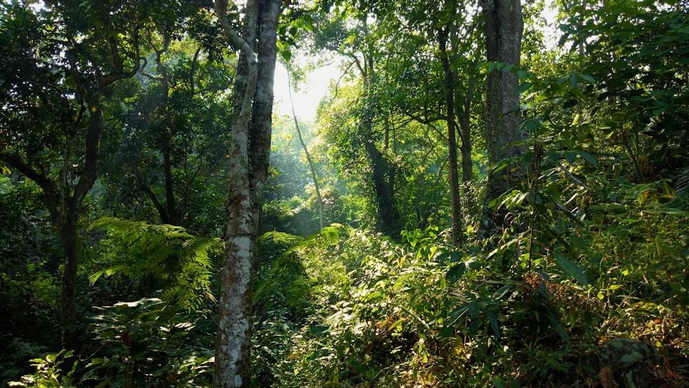 green trees and plants during daytime