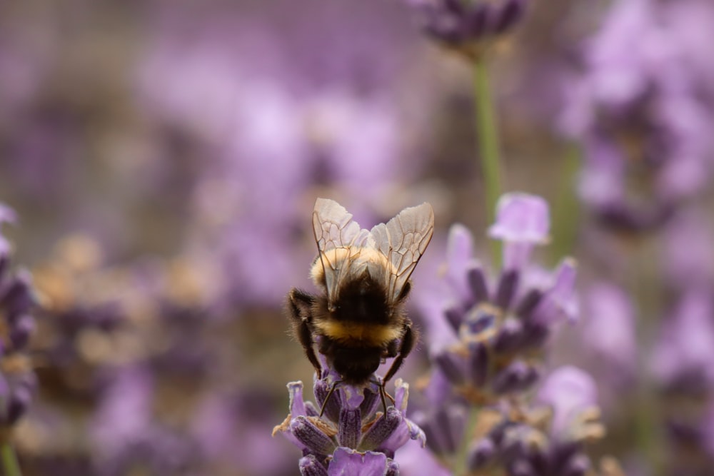 black and yellow bee on purple flower