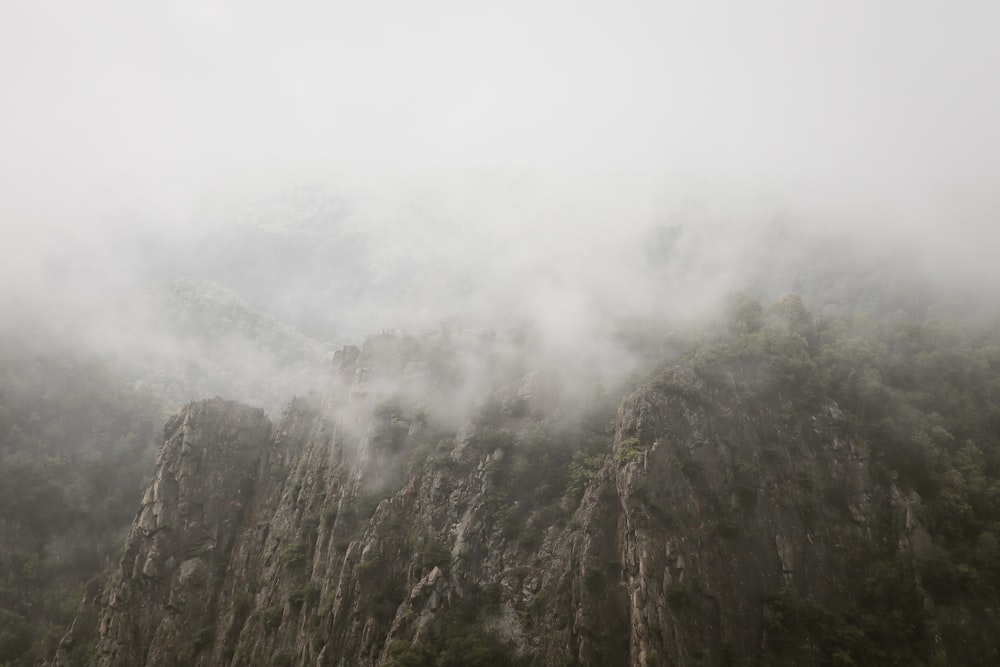 green trees covered with fog