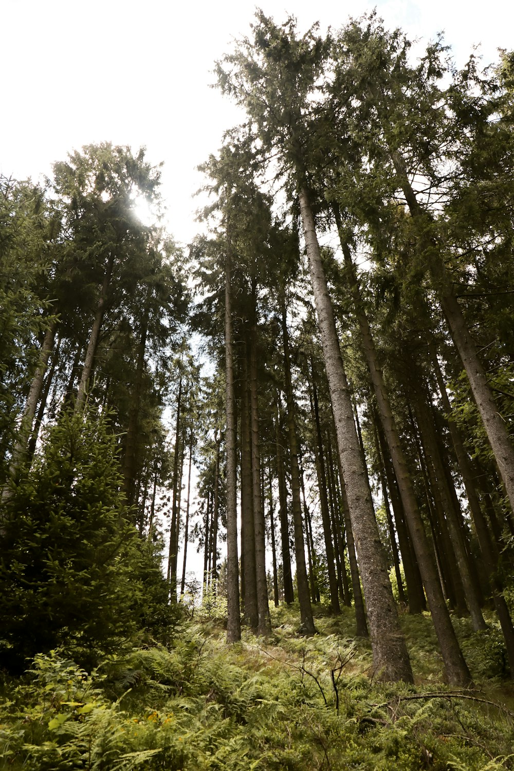 green trees under white sky during daytime