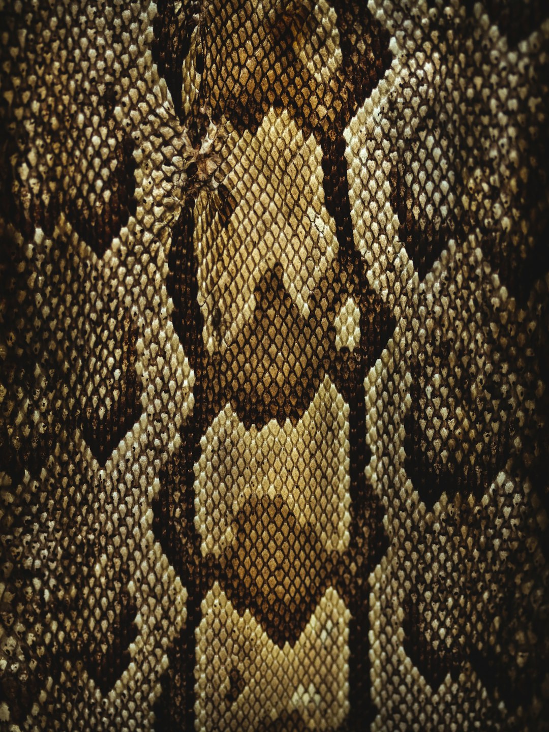 snake