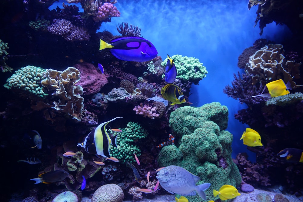 Peces azules y blancos en acuario