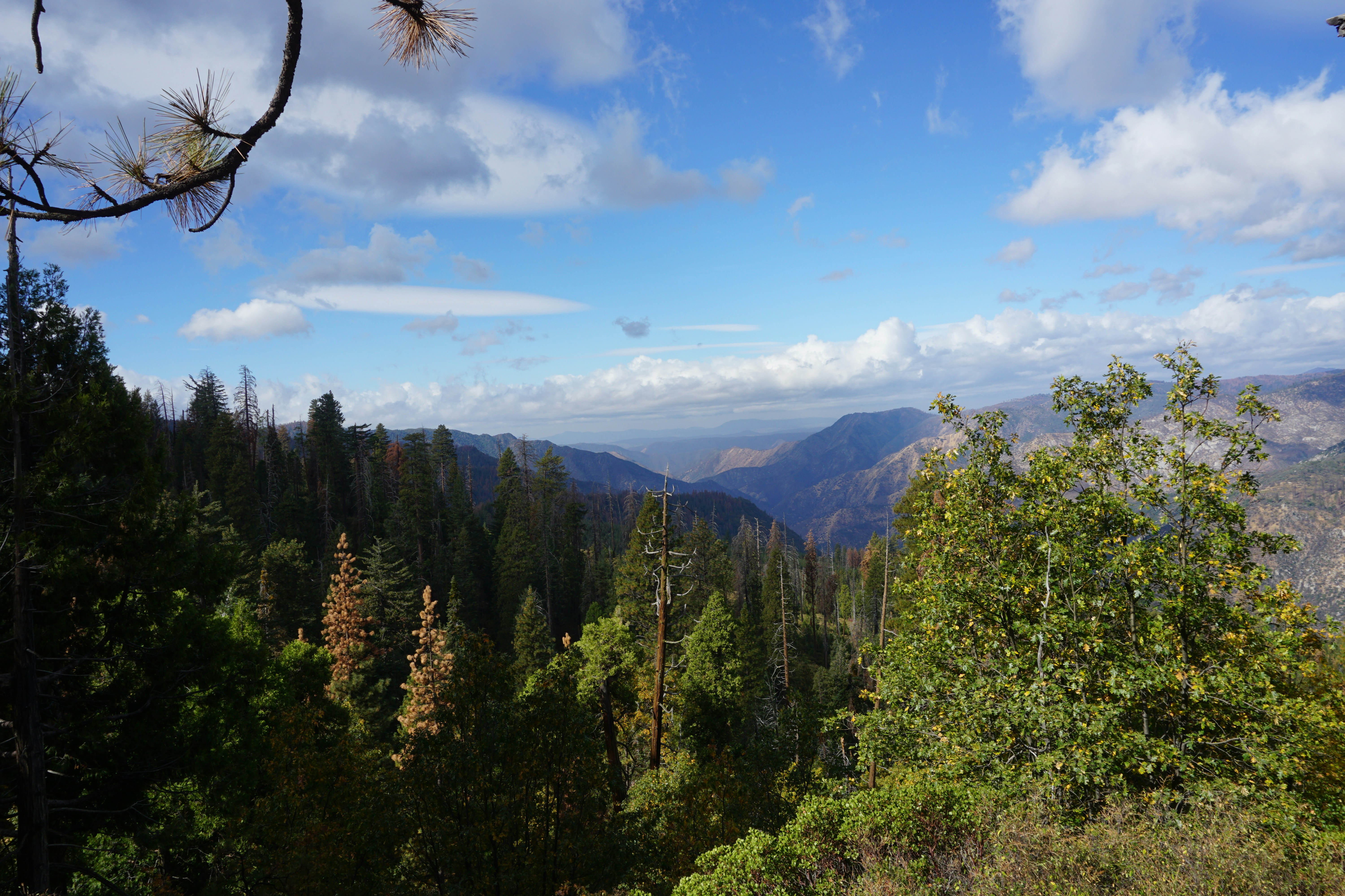 Hero image for Redwood Coast Loop: 4-Day Eureka Adventure - green trees on mountain under blue sky during daytime -  in Pacific Northwest & West Coast - Photo by roy zeigerman on Unsplash