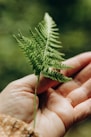 green fern on persons hand