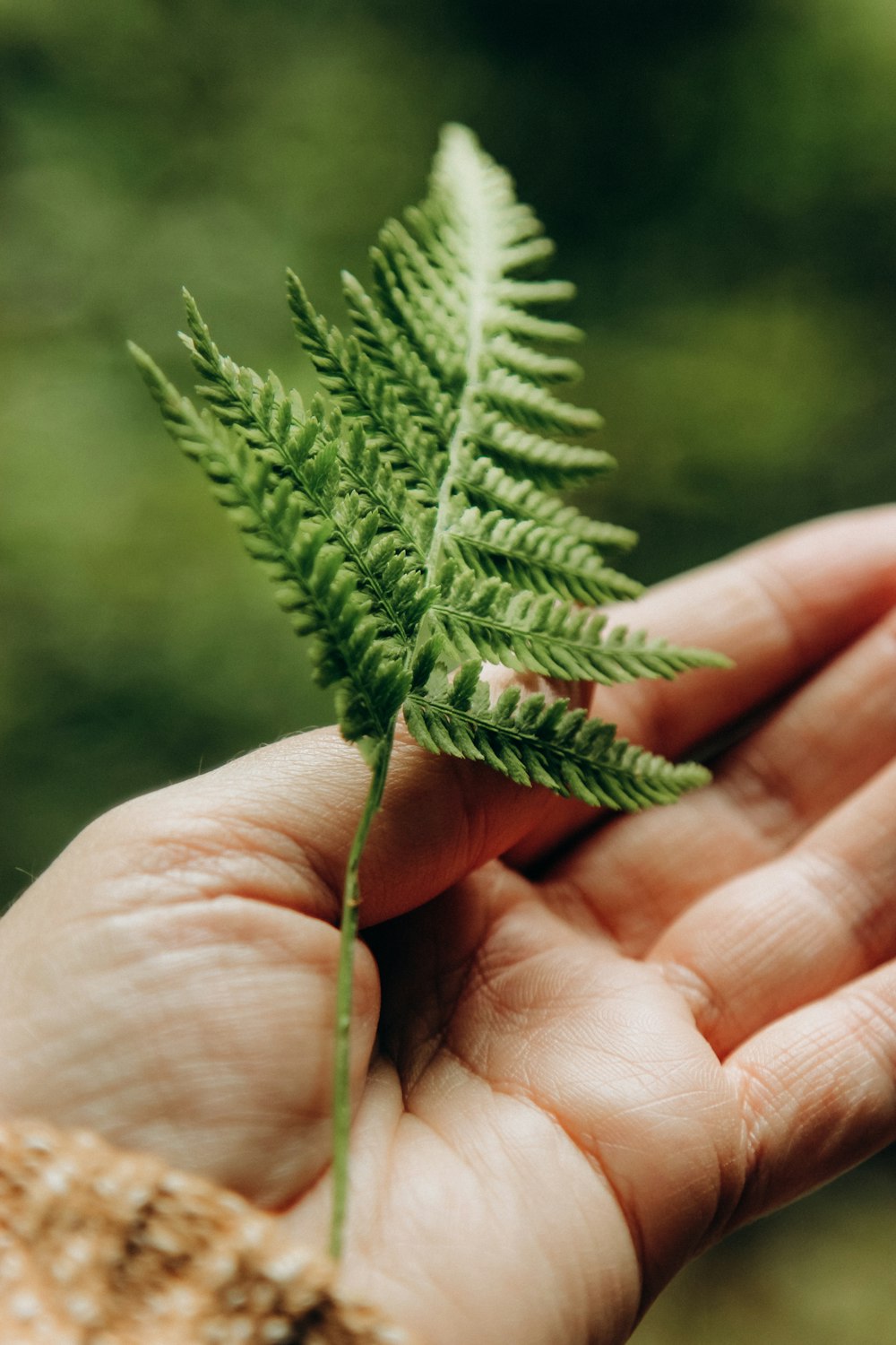 green fern on persons hand