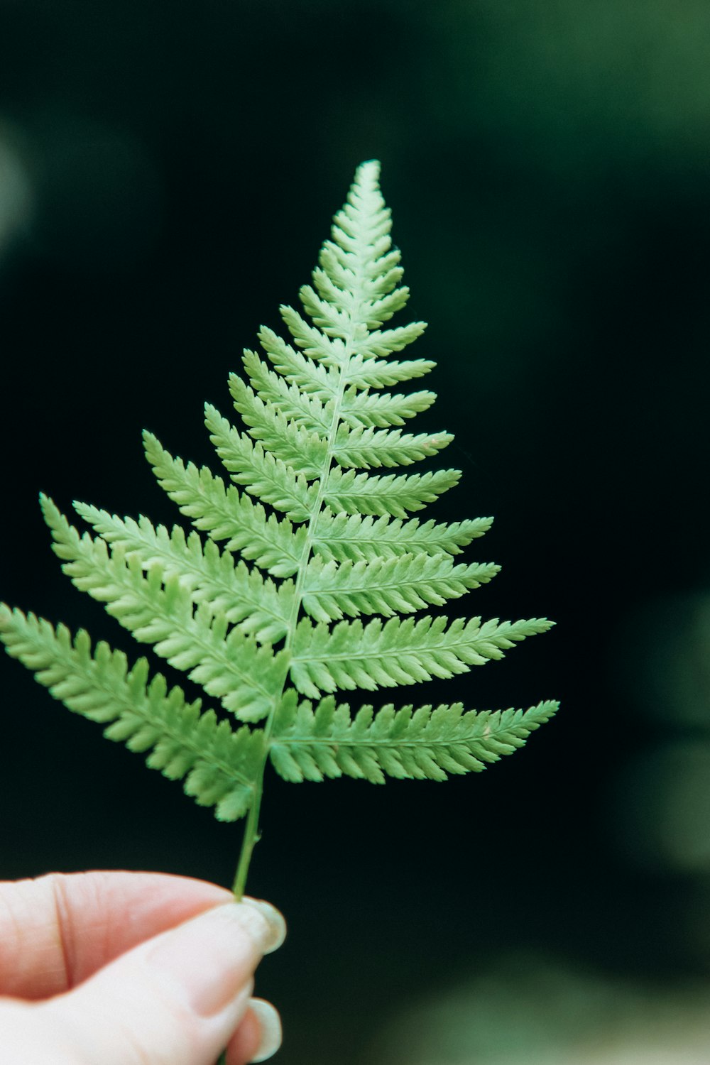 green leaf in close up photography